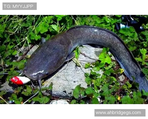 选择最佳前锋足球鞋助你在场上大放异彩的全面指南